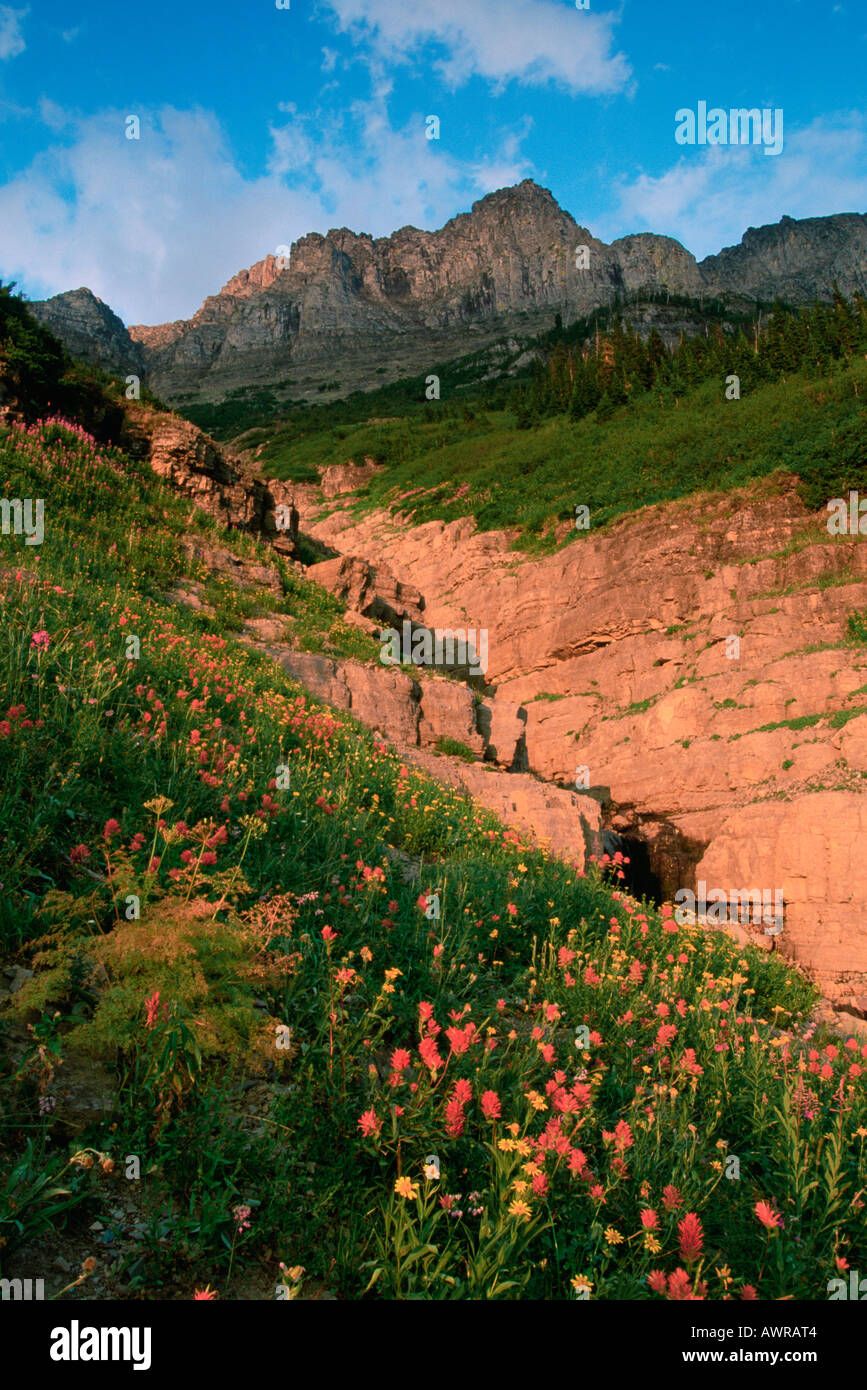 Wildflowers near Logan Pass Glacier national Park Montana United States ...