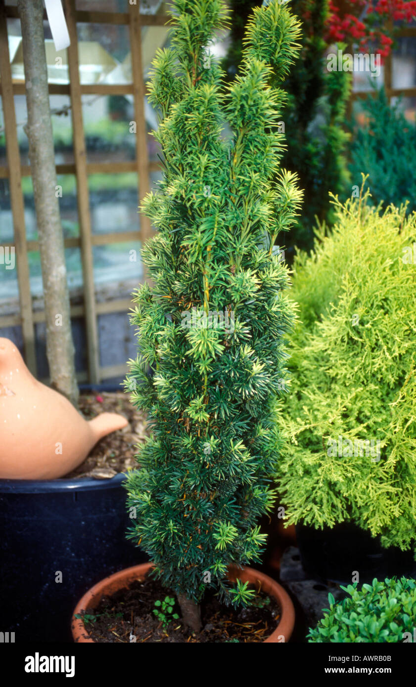 Yew Tree - Taxus Baccata Fastig Aurea Stock Photo
