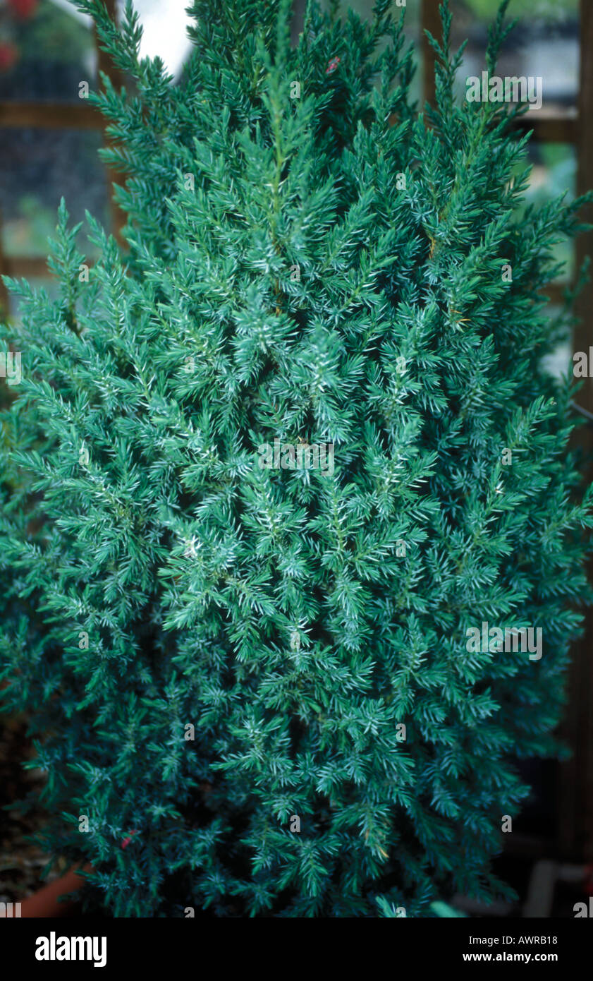 Juniper tree - Juniperus Chinensis Pyramideus Stock Photo