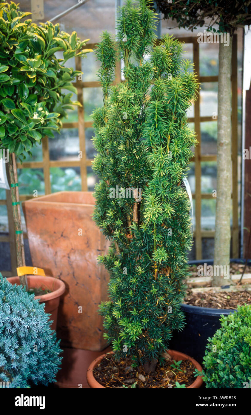 Yew Tree - Taxus Baccata Fastig Aurea Stock Photo