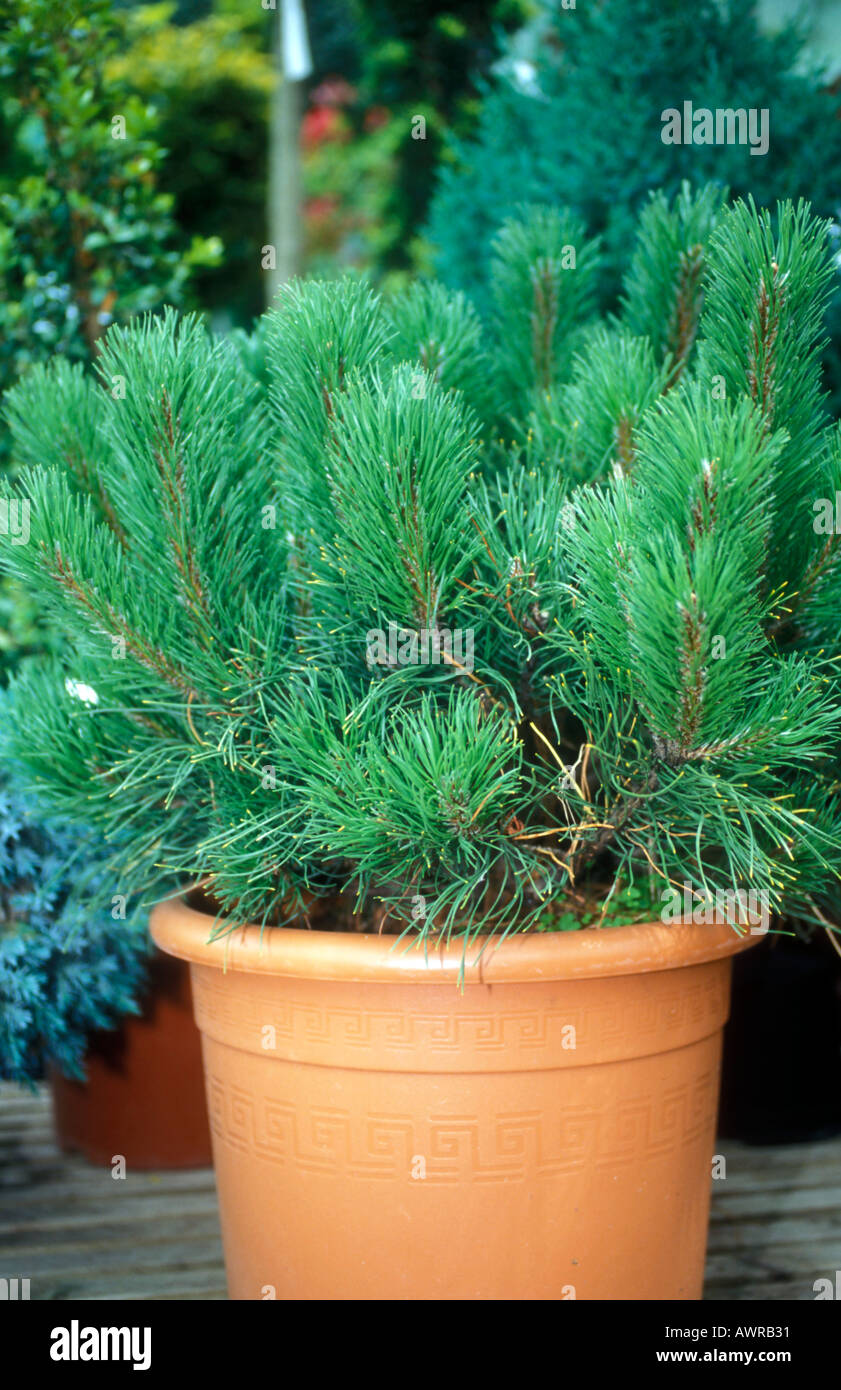 Scot s Pine Tree - Pinus Mugo Mughus Stock Photo