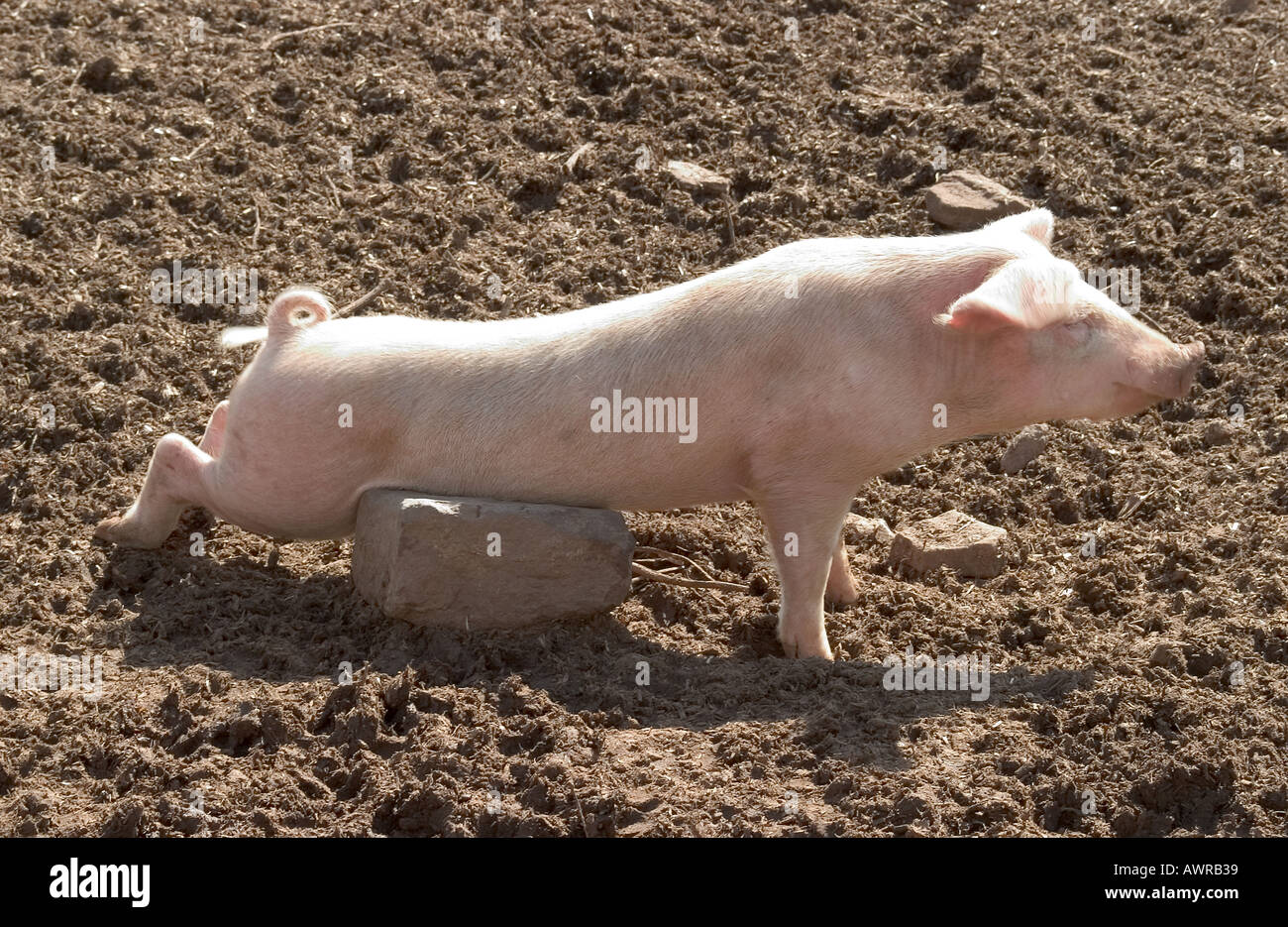 FREE RANGE YOUNG PIG SCRATCHING Stock Photo Alamy