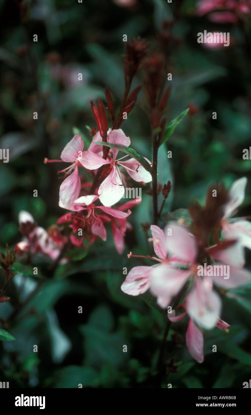 Beautiful blooming gaura hires stock photography and images Alamy