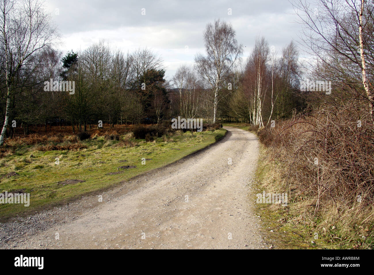 A track on Cannock Chase, Staffordshire Stock Photo Alamy