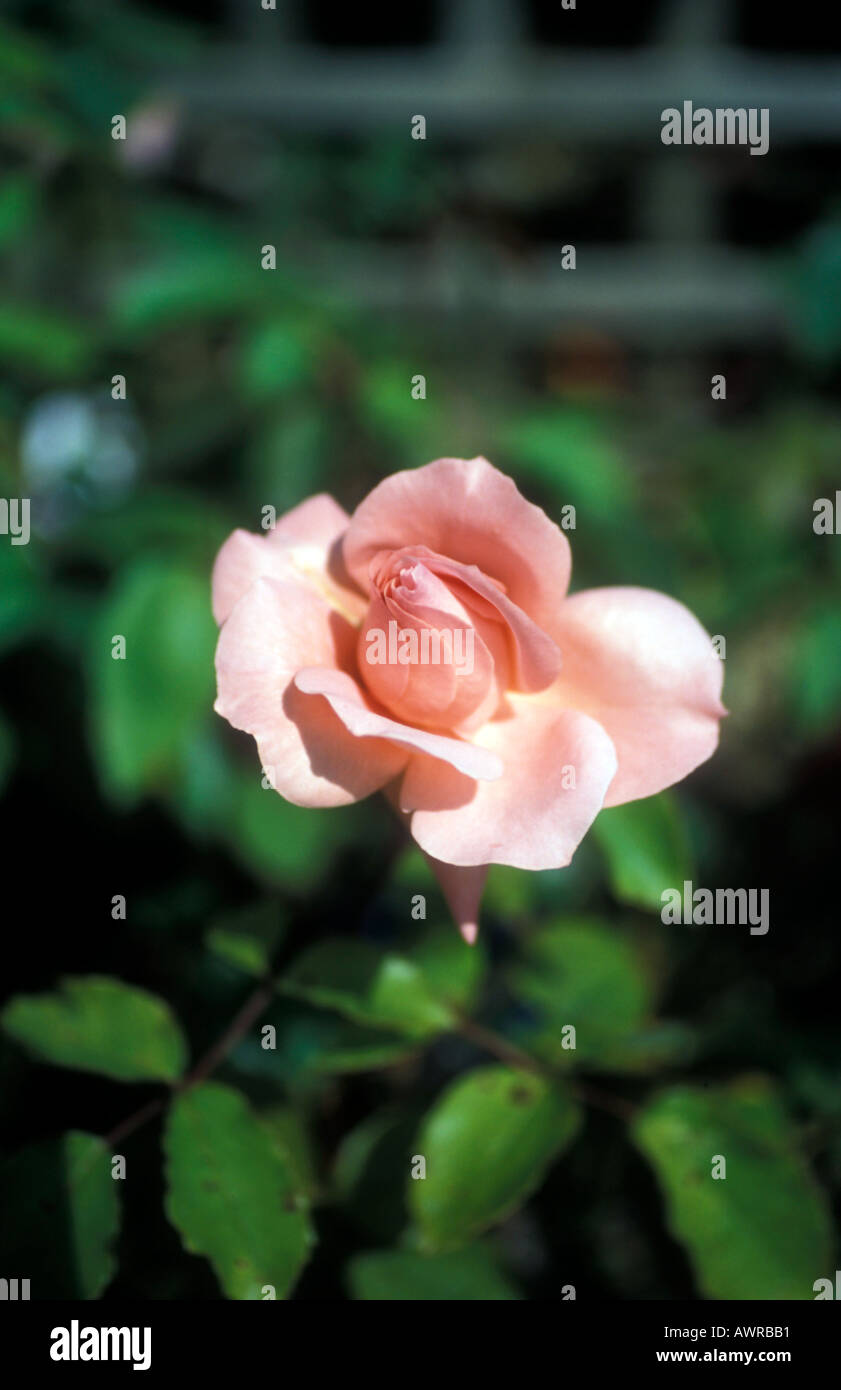 English Rose Hybrid T Blessings Stock Photo