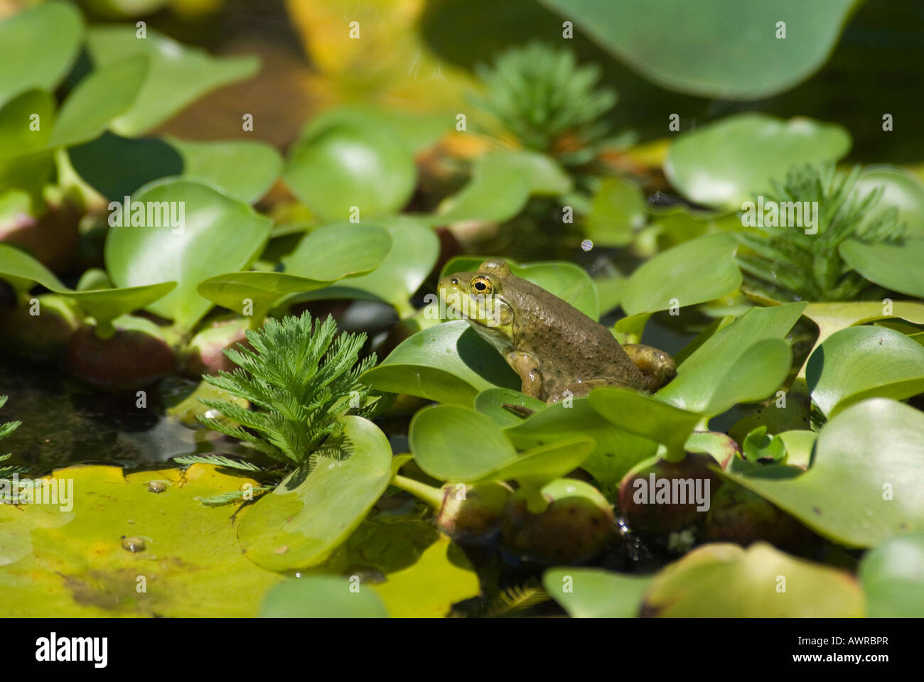 Frog on lilies Stock Photo