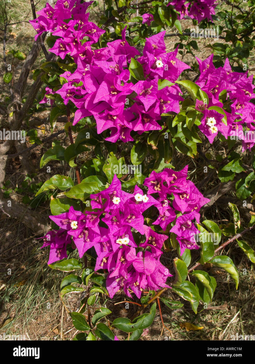 Purple Bougainvillea Flowers Stock Photo
