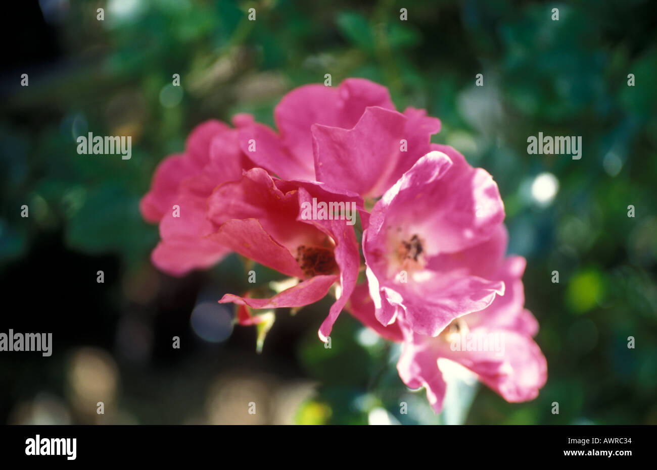 English Rose climber or rambler American Pillar Stock Photo Alamy