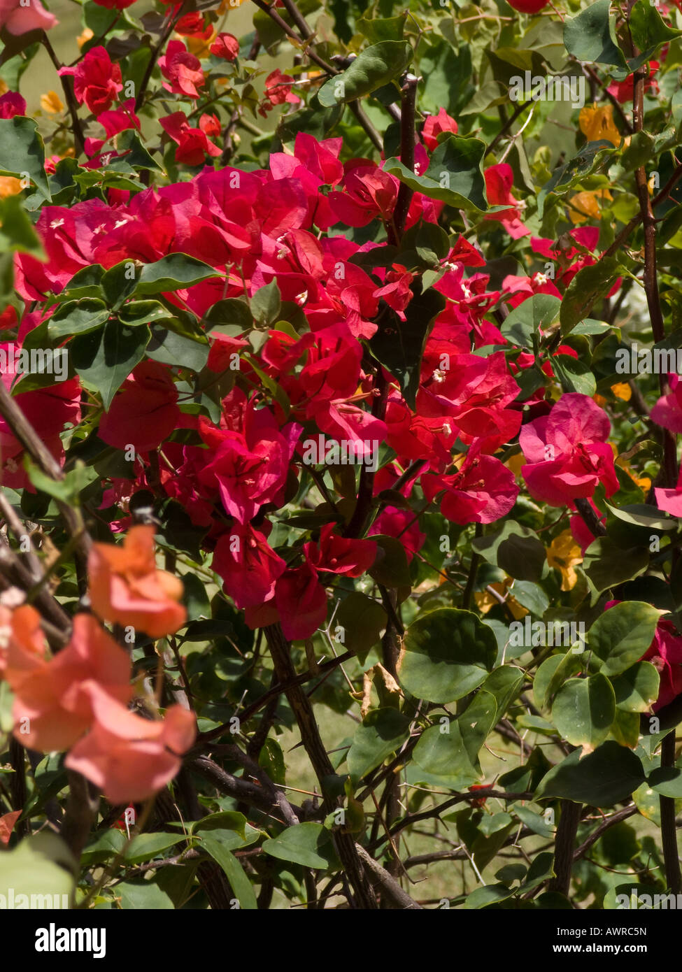 Red Bougainvillea Flowers Stock Photo