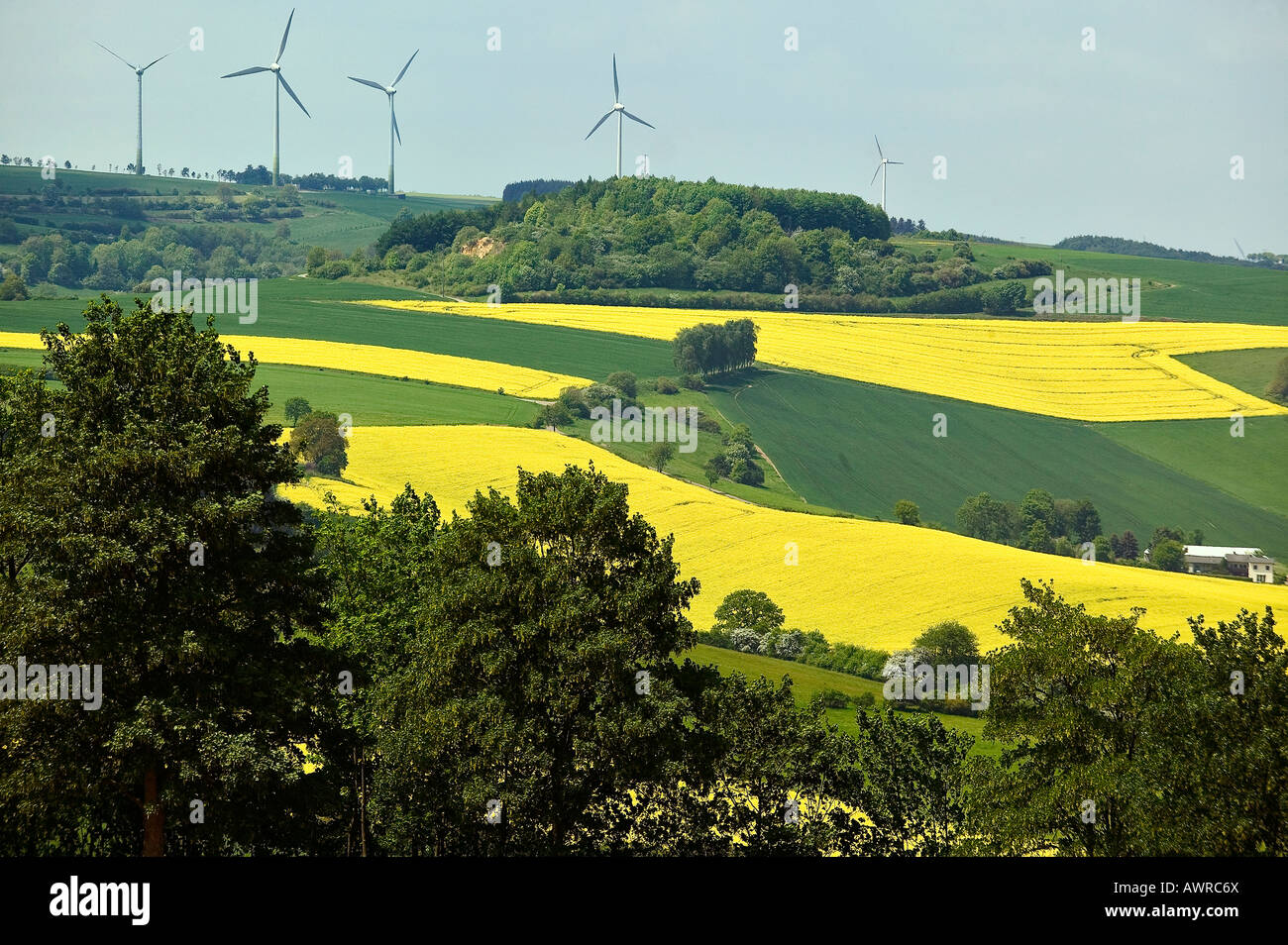 rape field Teutoburgerwald Germany Europe landscape yellow bio energy spring fuel nature windmill mill Stock Photo