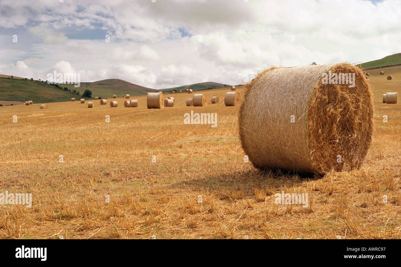 Hay bales UK Stock Photo Alamy