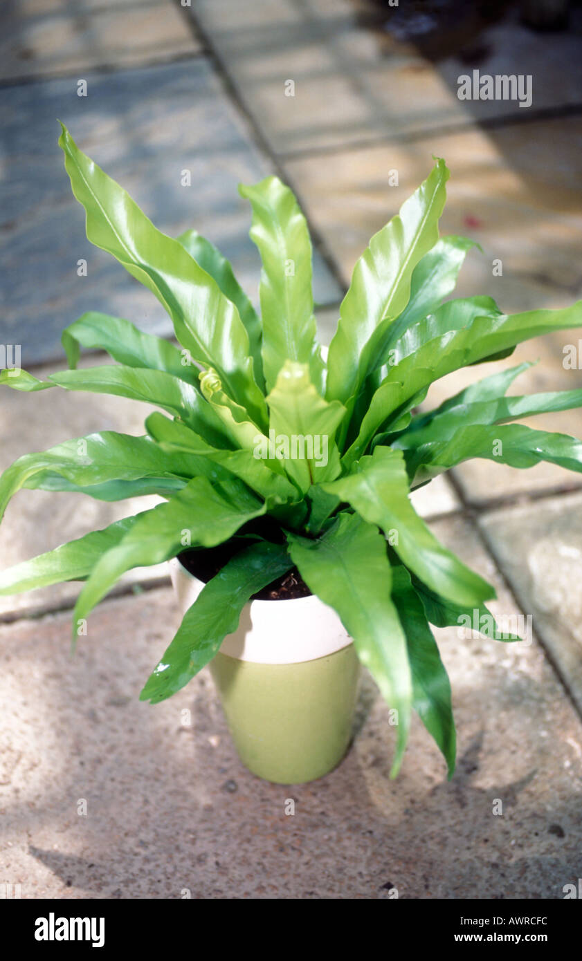 Bird’s nest fern pot hires stock photography and images Alamy