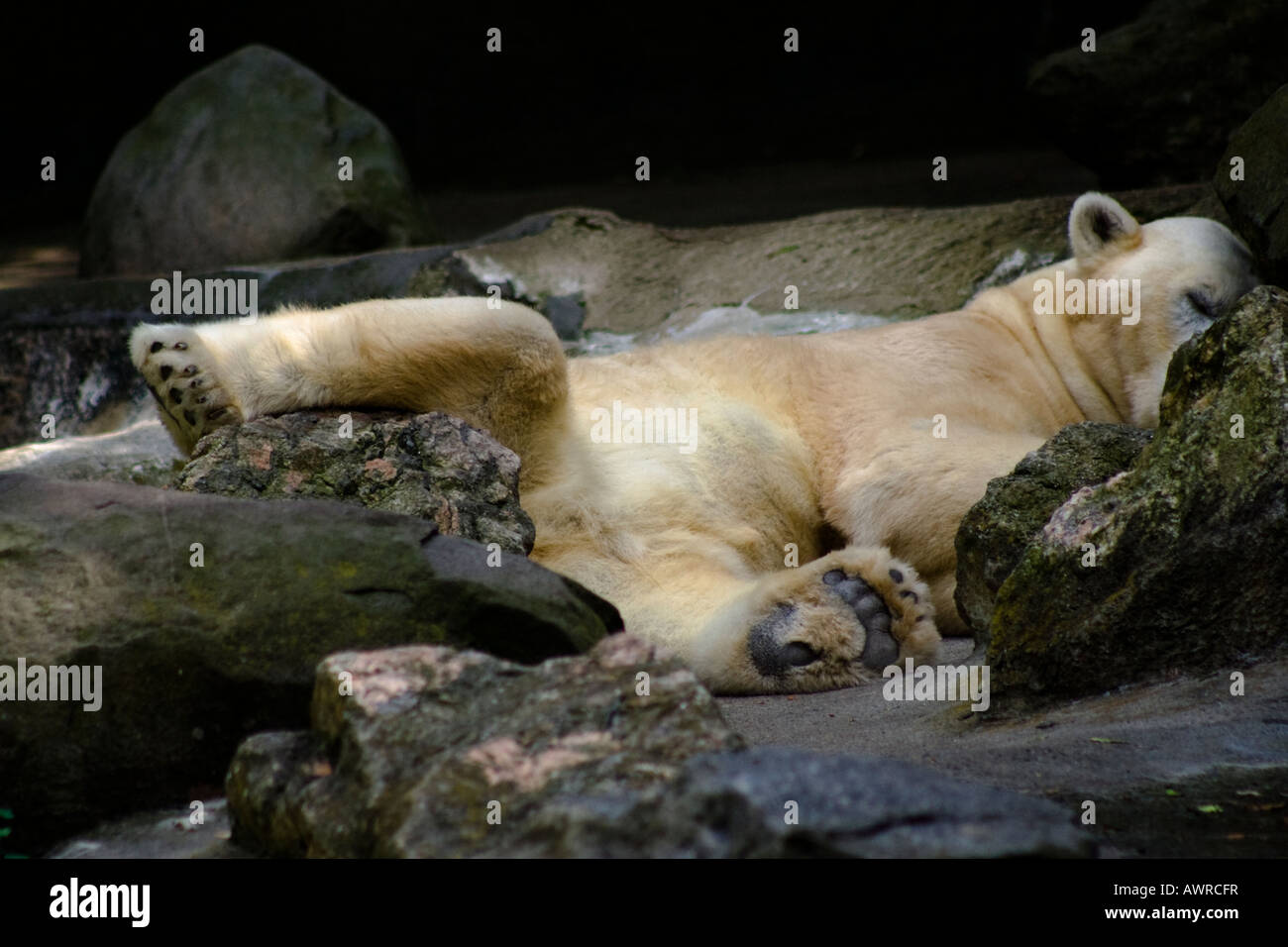 Polar bear resting in shadow Stock Photo - Alamy
