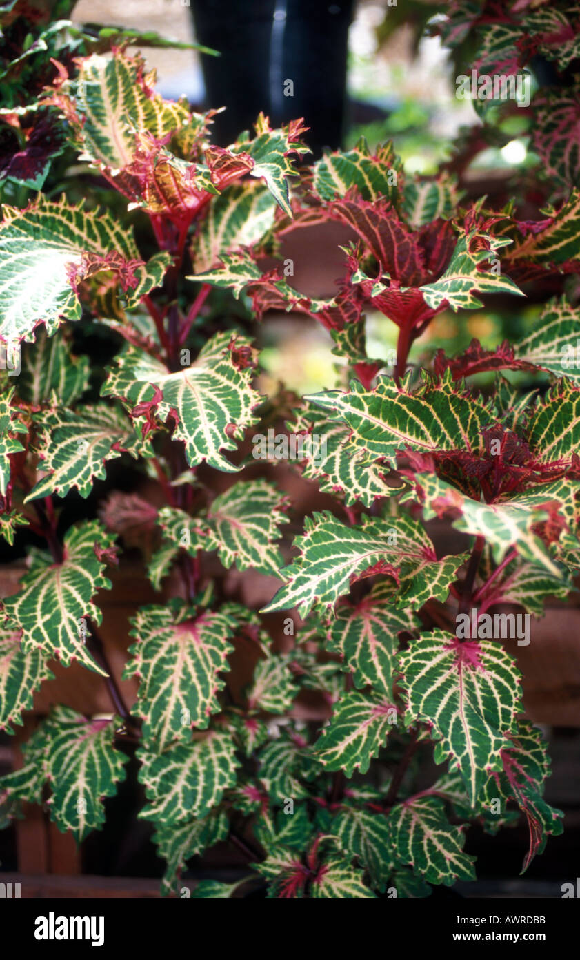 Coleus Peters Wonder Stock Photo Alamy