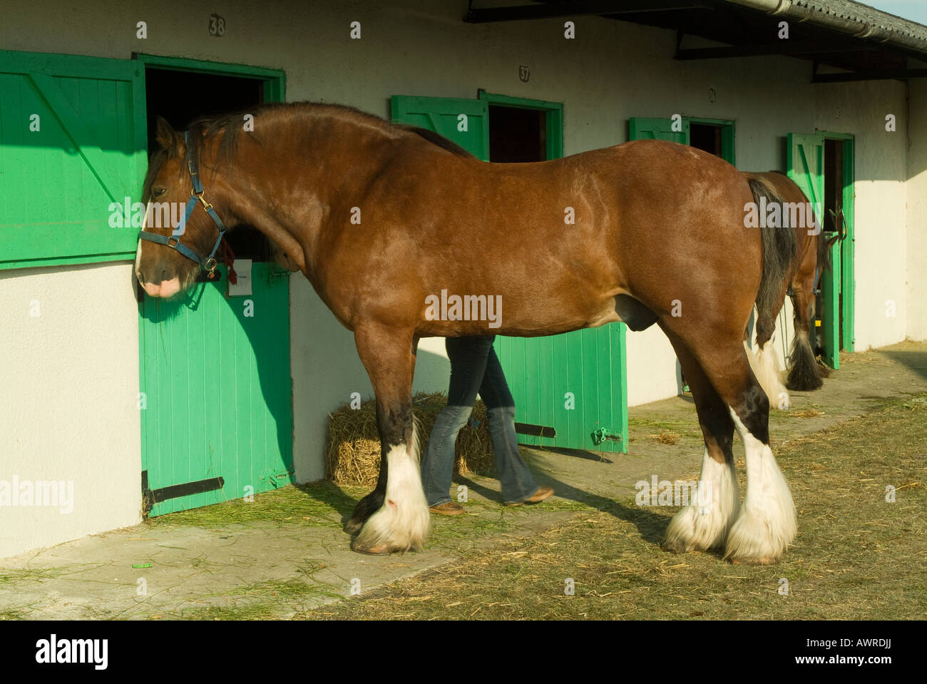 Bay shire horses being groomed outside stable block at Great Yorkshire Show, North Yorkshire, UK Stock Photo
