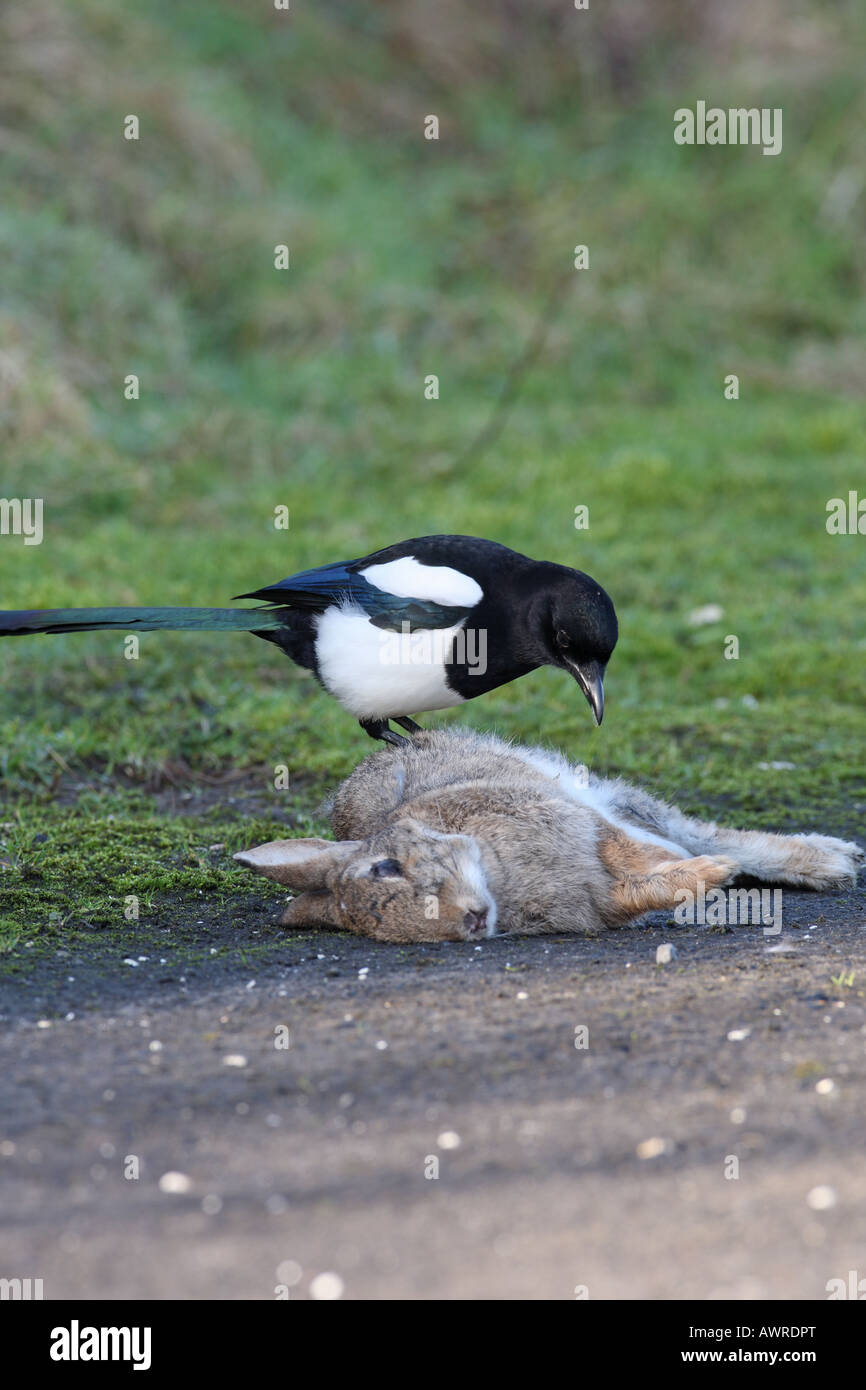 MAGPIE PICA PICA EATING DEAD RABBIT BY ROADSIDE Stock Photo - Alamy