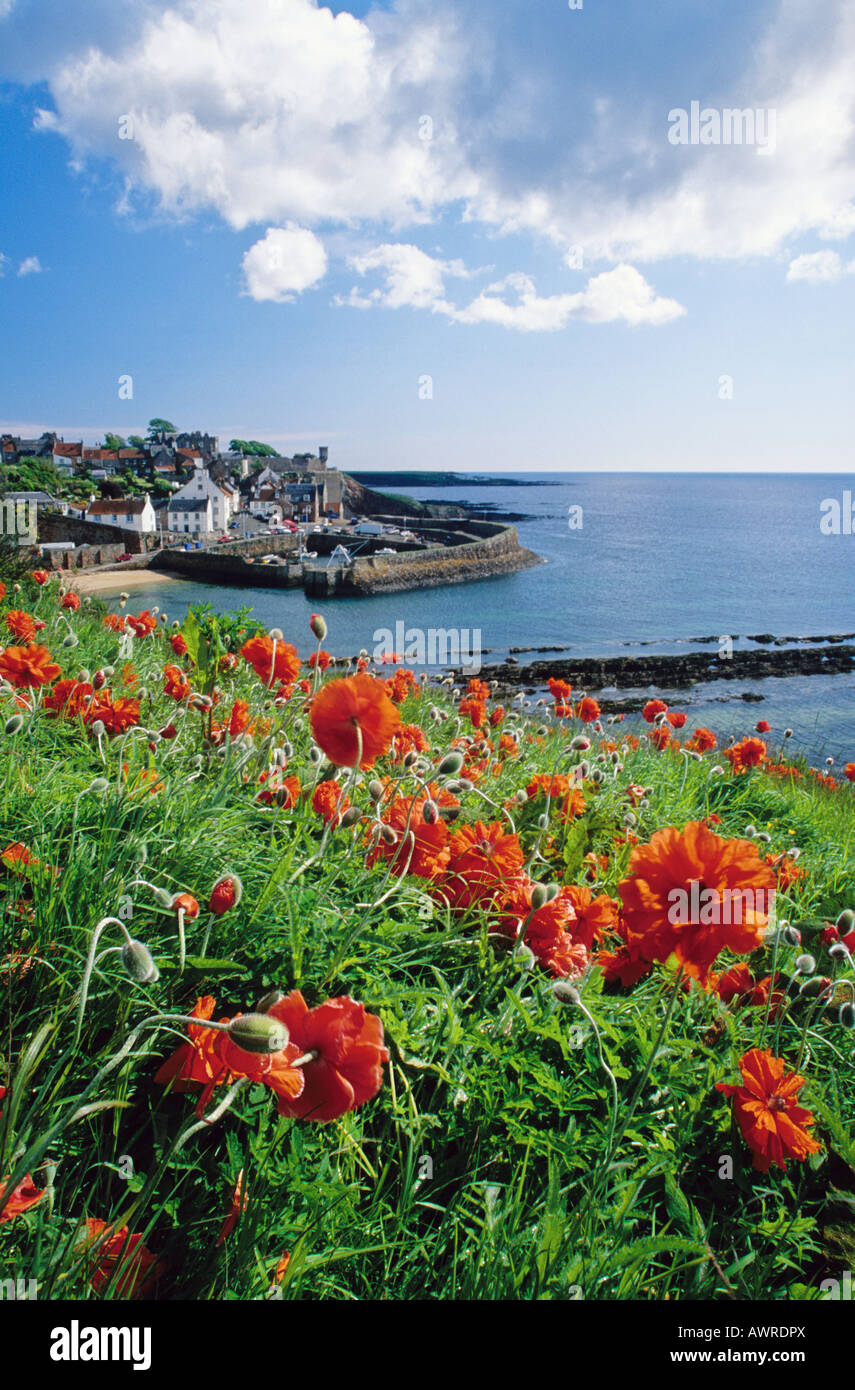Poppies, Crail, East Neuk, Fife Stock Photo