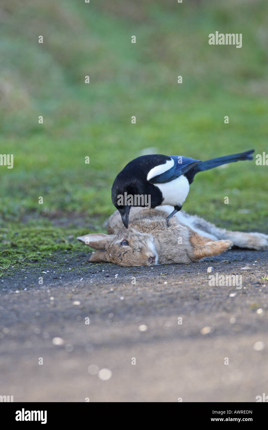 MAGPIE PICA PICA EATING DEAD RABBIT BY ROADSIDE Stock Photo - Alamy