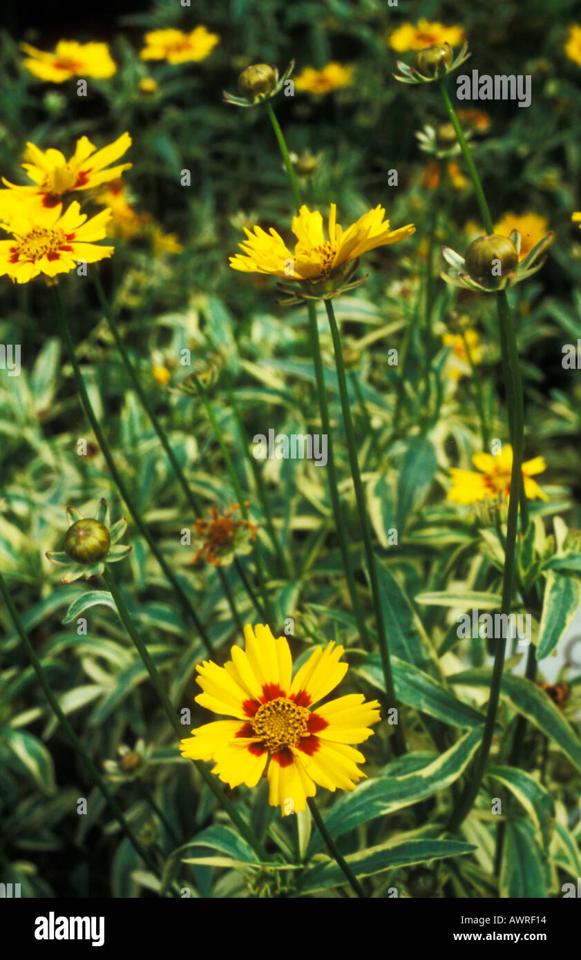 Tickseed - Flying saucers Coreopsis Stock Photo