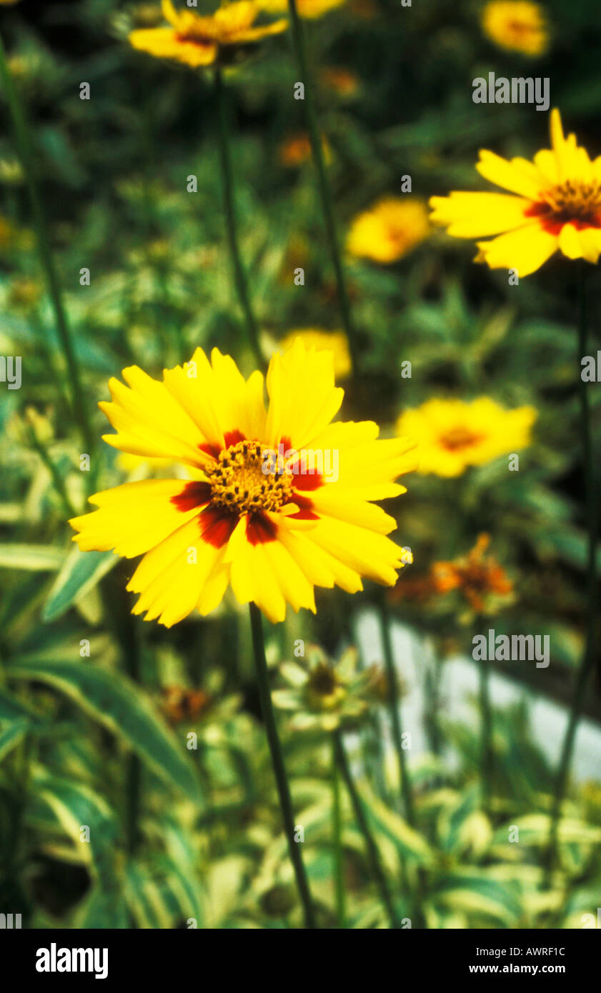 Tickseed - Flying saucers Coreopsis Stock Photo