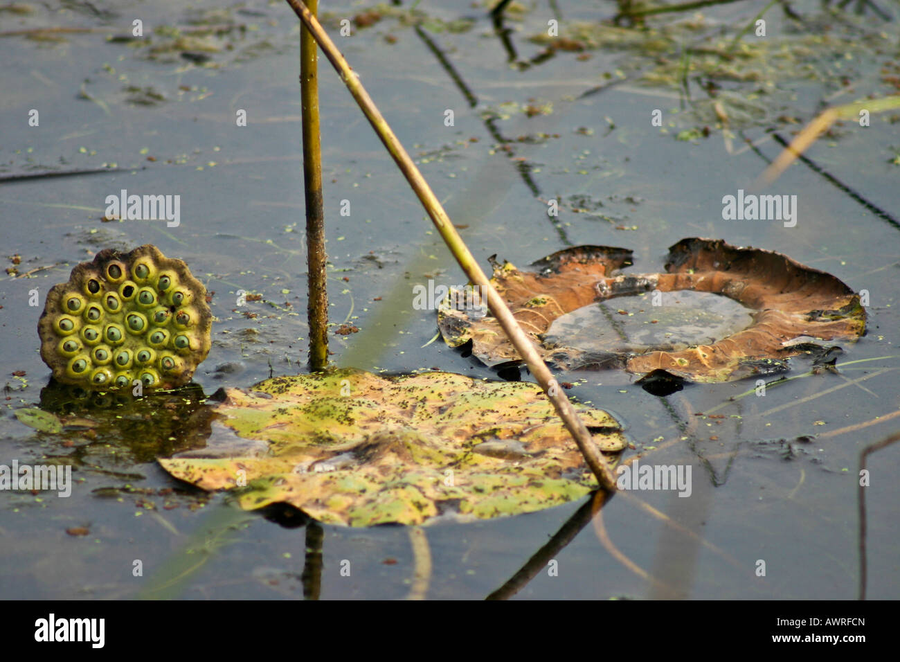 Seed capsule of the Lotus Nelumbo Nucifera in the small pond from above pictures images photos large high resolution in USA US horizontal hi-res Stock Photo