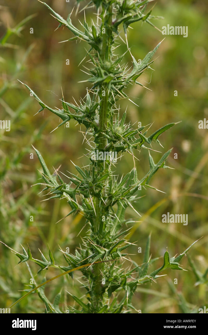 Bull Thistle purple wild plant in autumn on blurry background nobody foreground front focus detail hi-res Stock Photo