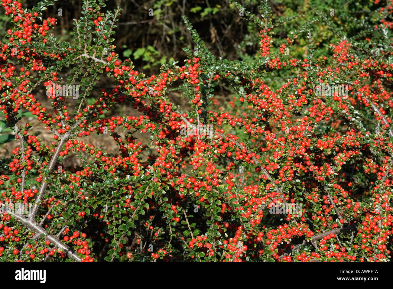 Cotoneaster shrub with red berries in autumn/fall, Surrey, UK ( (cotoneaster decorus)) Stock Photo