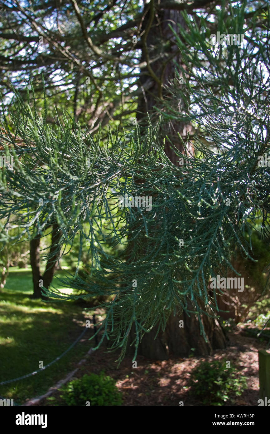 A Giant Sequoia tree in Michigan MI State Park pictures images photos very high resolution low angle close up vertical format in USA US hi-res Stock Photo