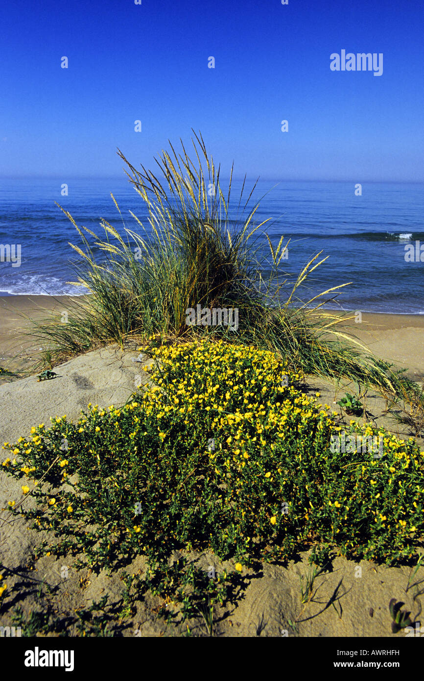 Spring landscape of coastal dunes in in the National Park of Circeo in ...