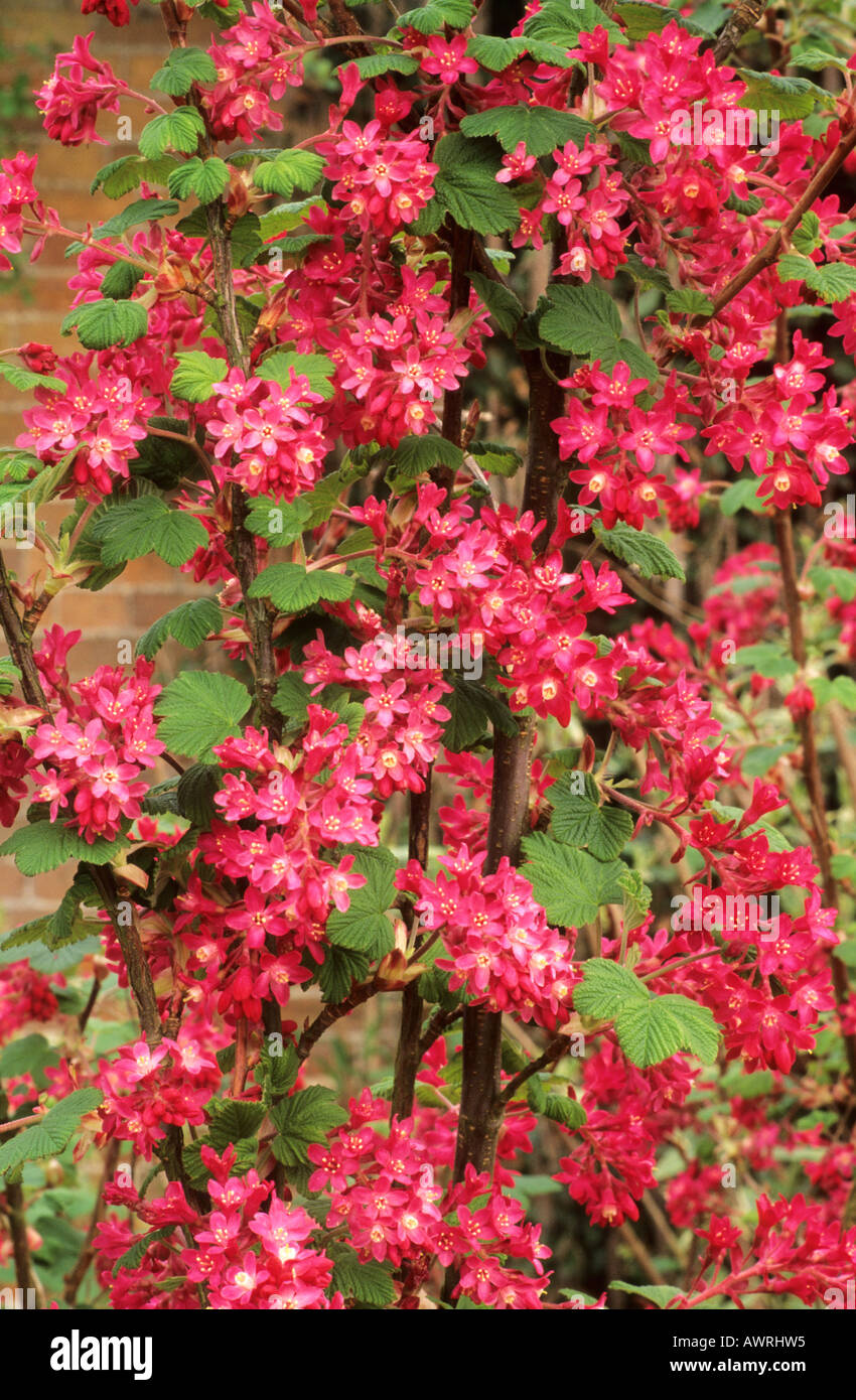 Ribes sanguineum 'King Edward VII', flowering currant bush, red flowers, garden plant currants