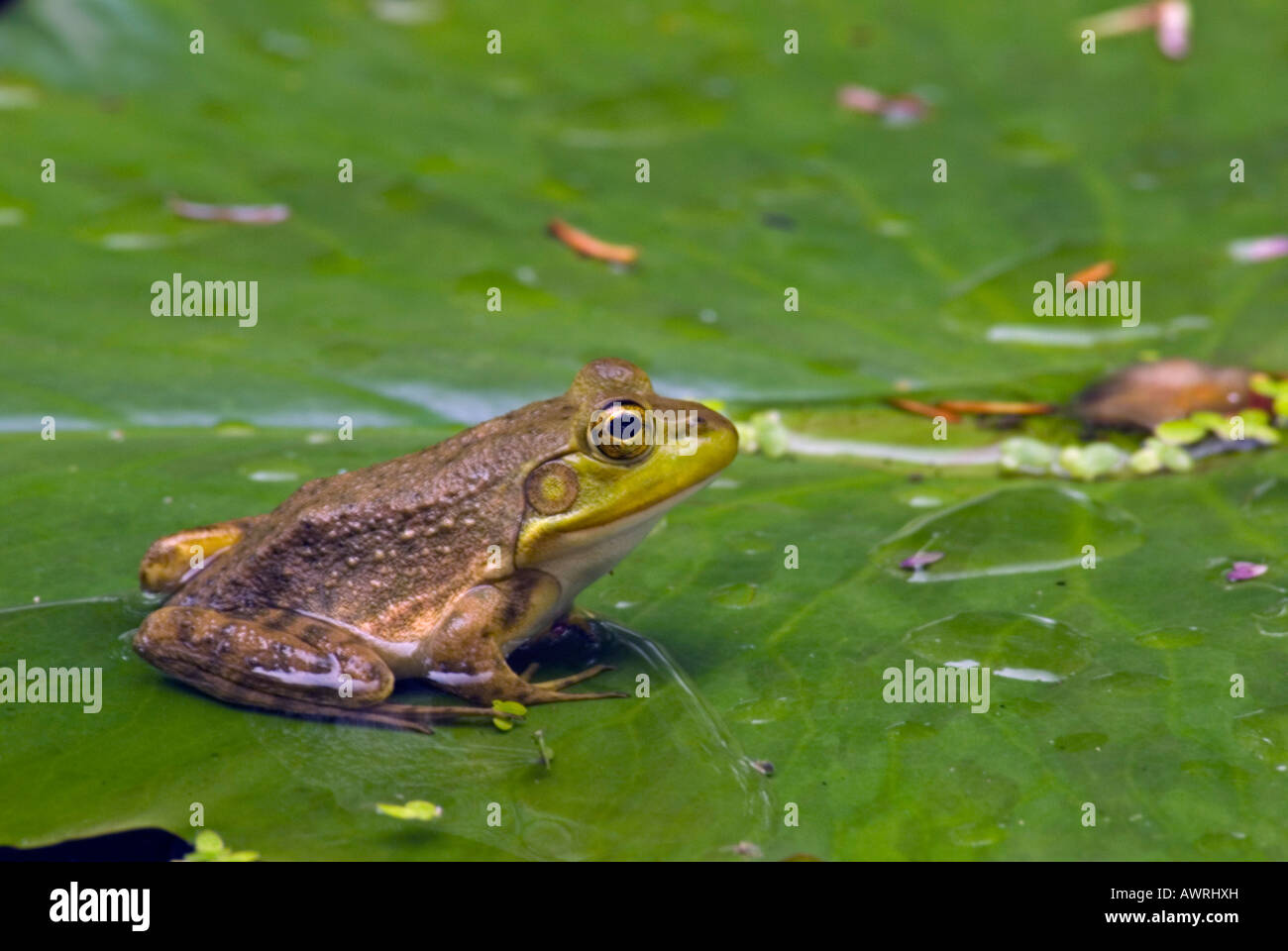 American Bullfrog sitting on a Lily Pad in upstate New York Stock Photo