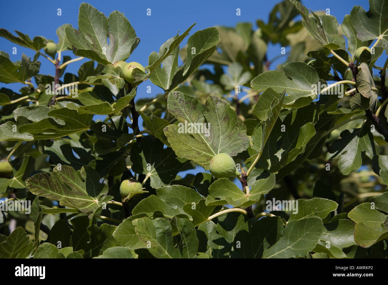 Fig tree with fruit Ficus carica family Moraceae Stock Photo
