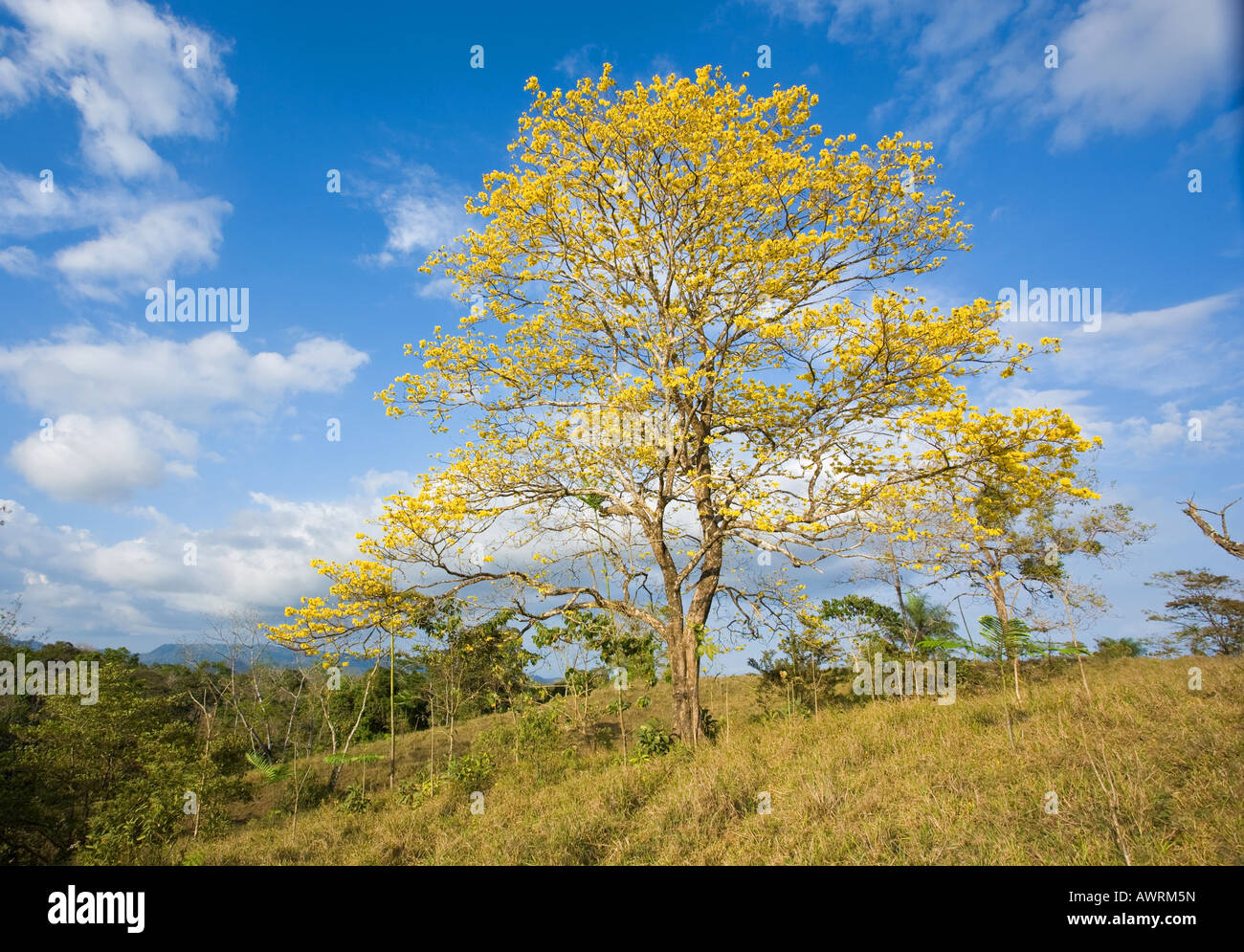 Yellow tree landscape in Costa Rica near Tambor Stock Photo