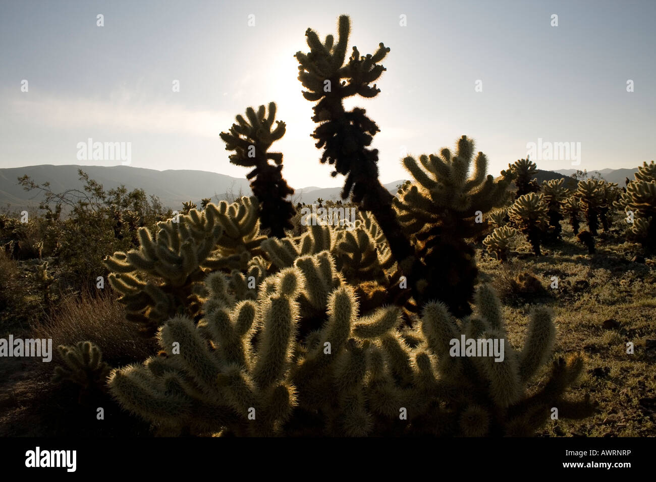 Cholla Cactus Garden, Joshua Tree National Park Stock Photo