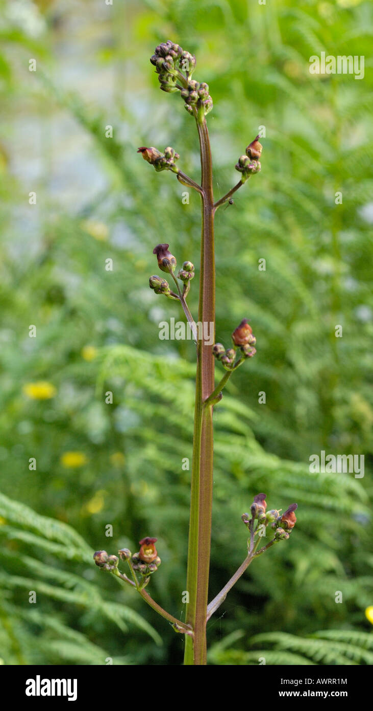 Water Figwort, scrophularia auriculata Stock Photo