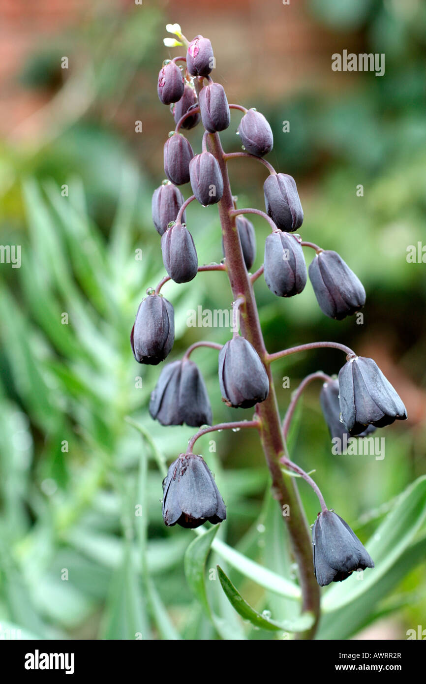 FRITILLARIA PERSICA Stock Photo