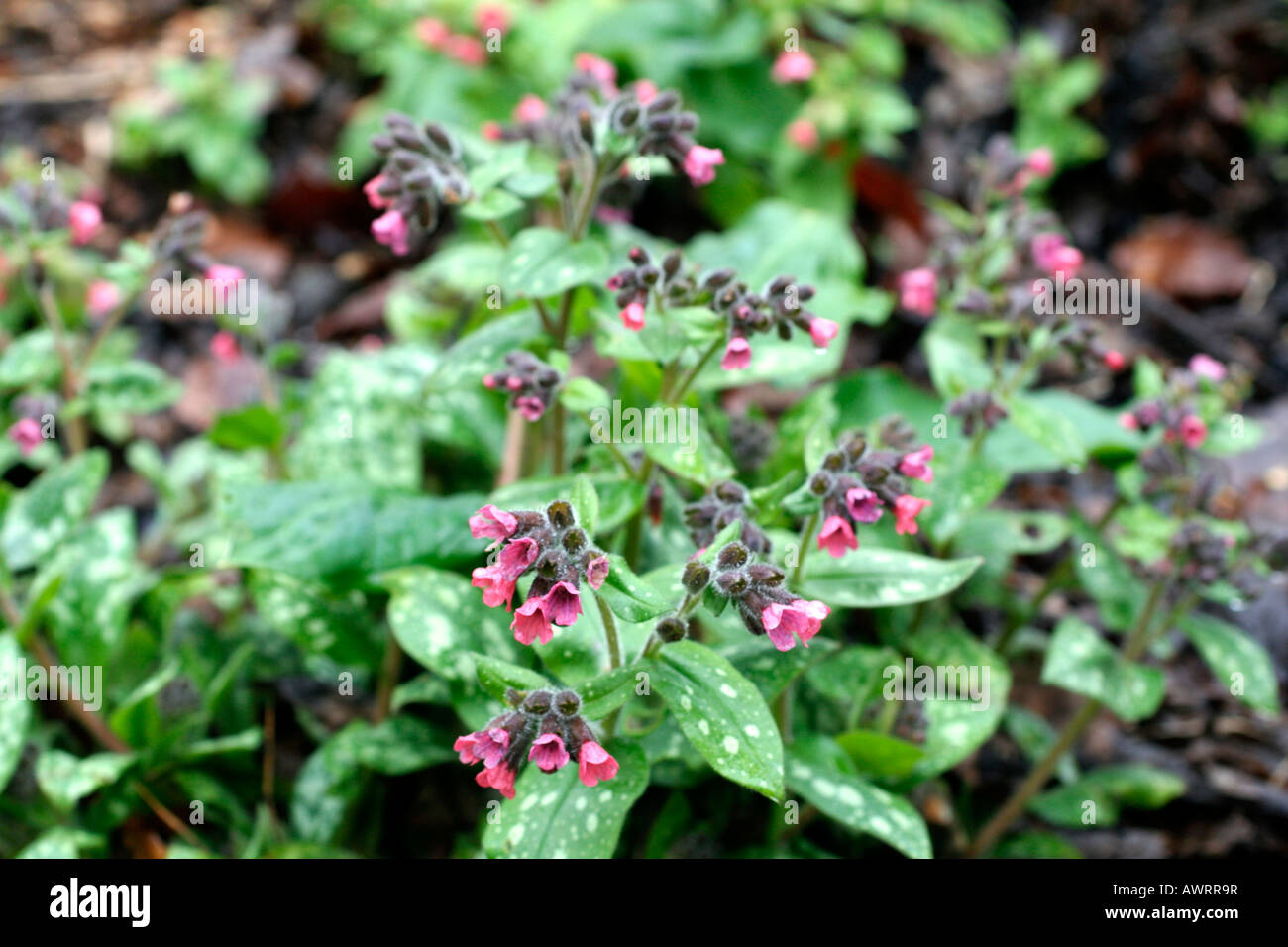 PULMONARIA SACCHARATA LEOPARD Stock Photo