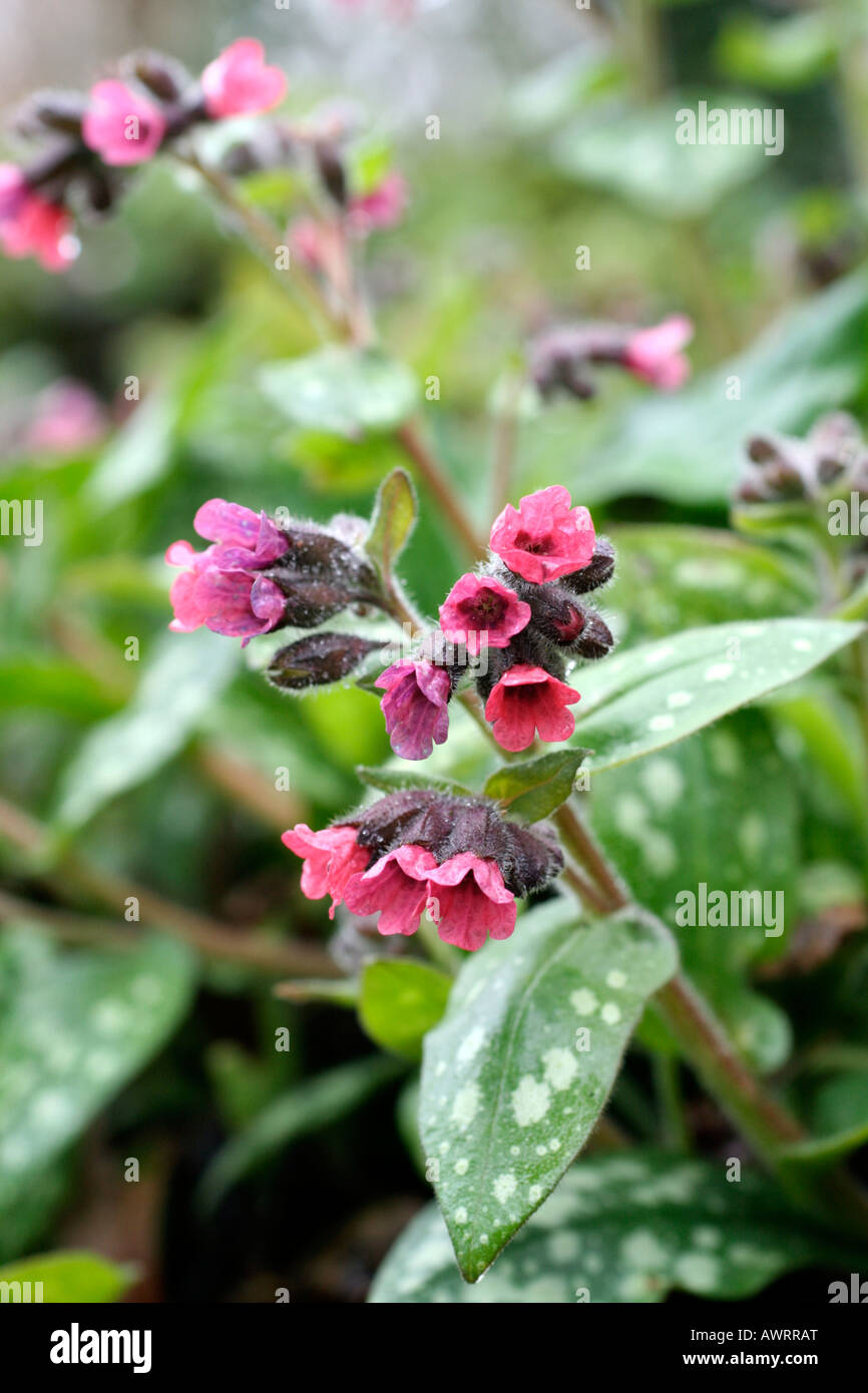 PULMONARIA SACCHARATA LEOPARD Stock Photo