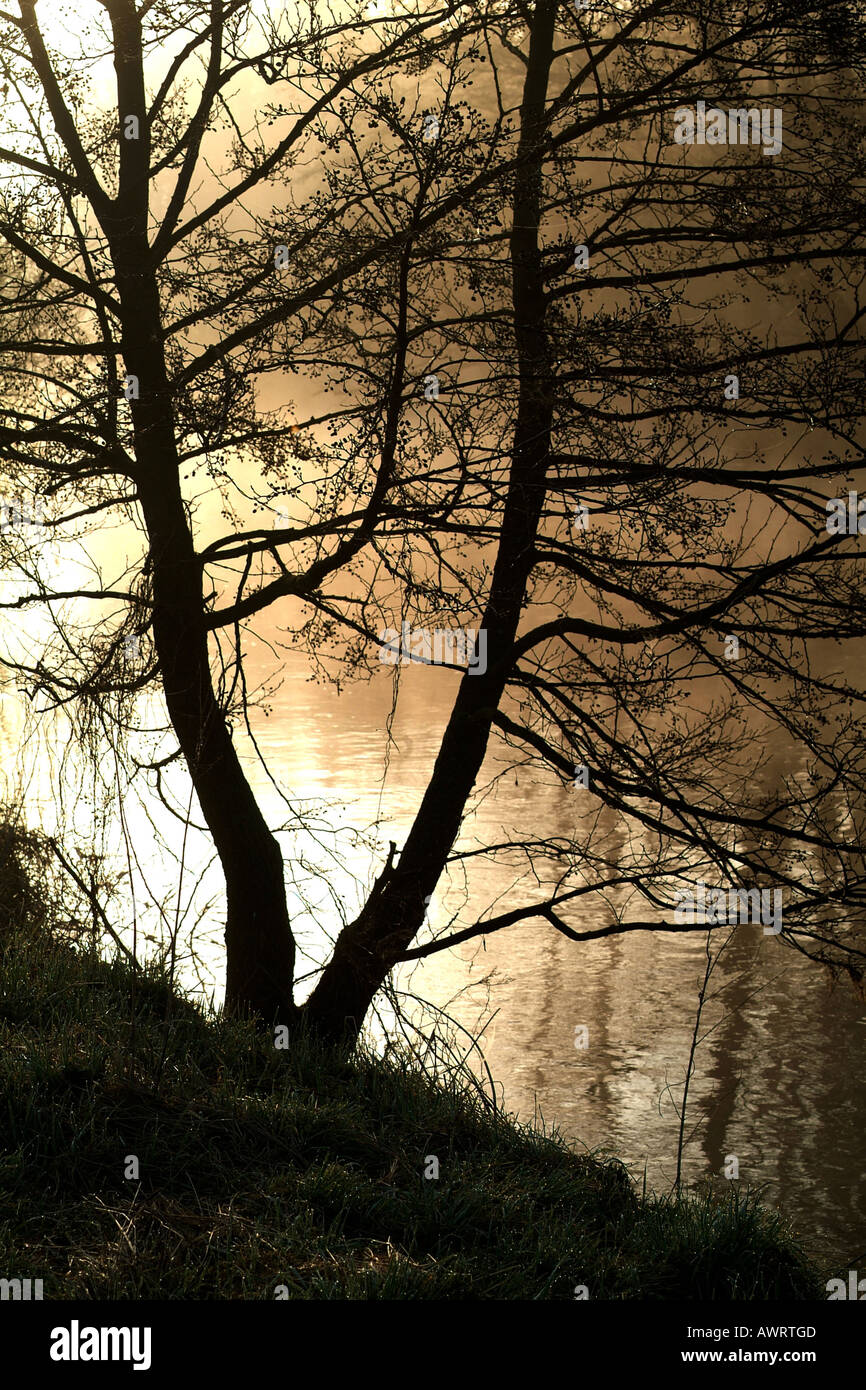 Tree at the river bank surrounded by fog in the golden morning light Stock Photo