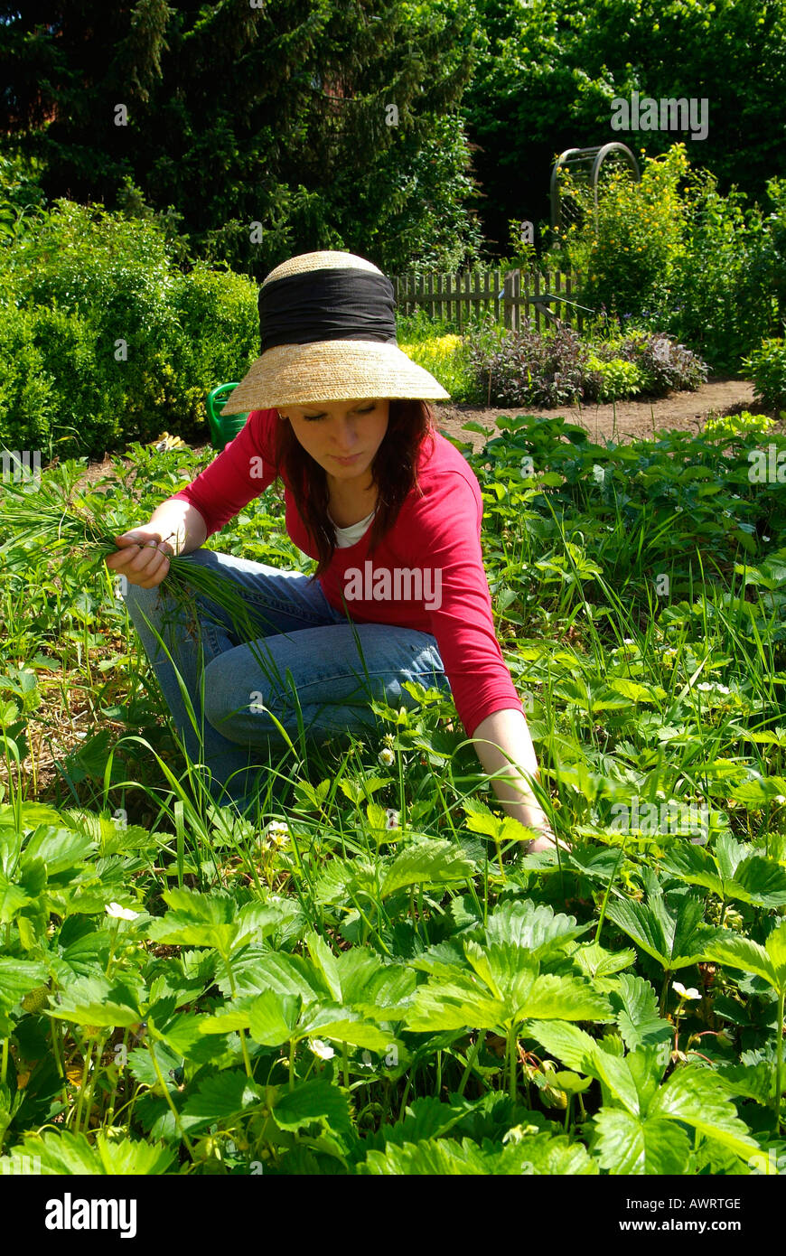 Young woman is weeding in the fruit and vegetable garden Stock Photo