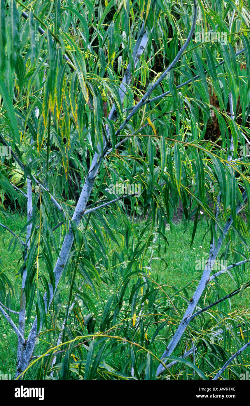 Salix acutifolia Blue Streak Stock Photo