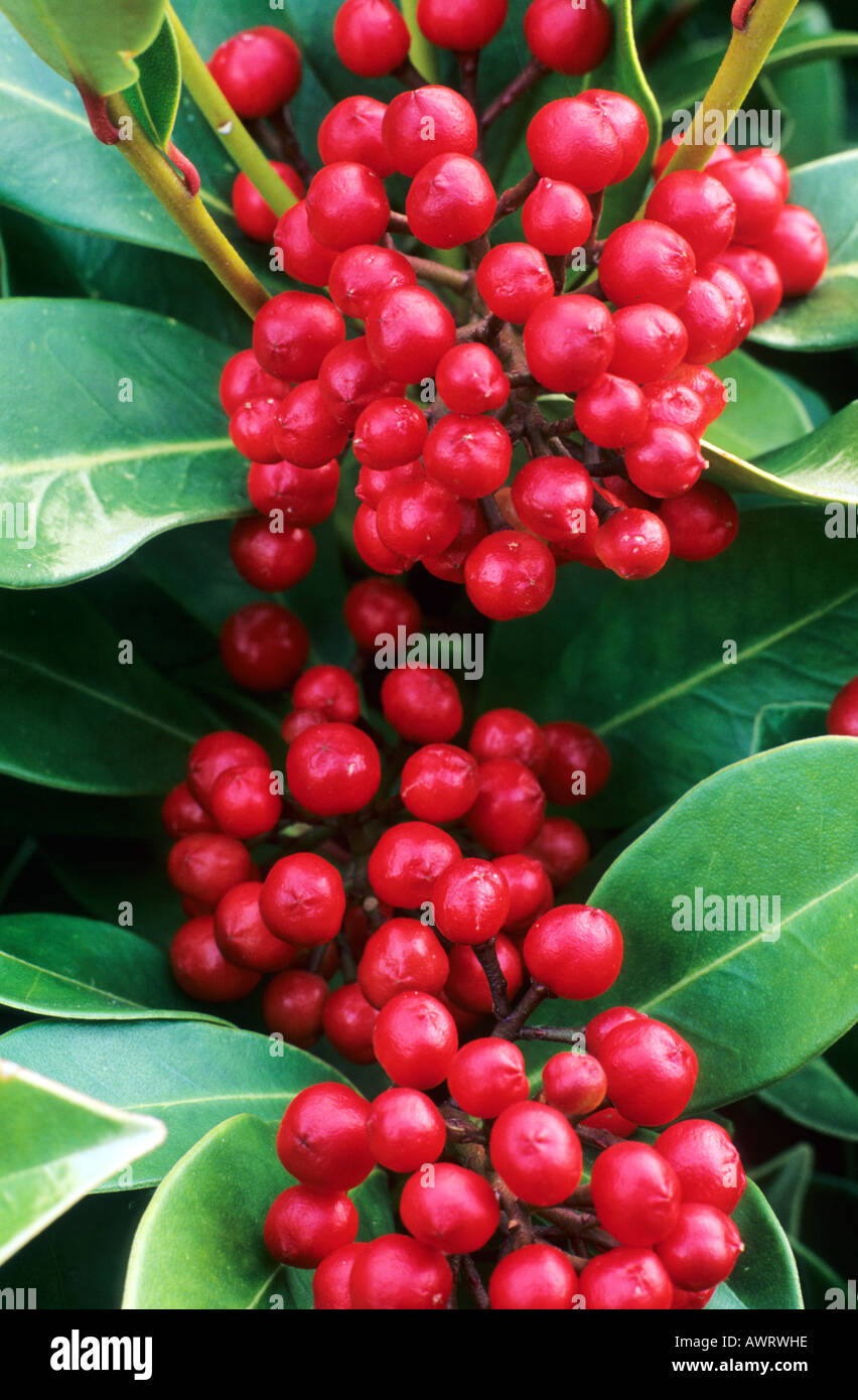 Skimmia japonica Nymans detail of red berries Stock Photo