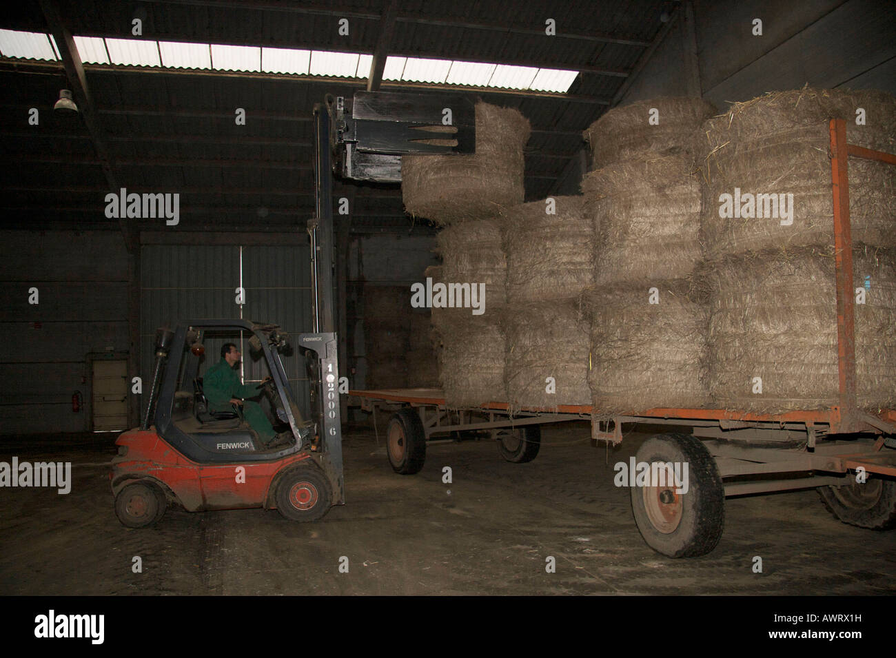 A worker grabs a bale of flax with a fork lift vehicle Terre de Lin Stock Photo