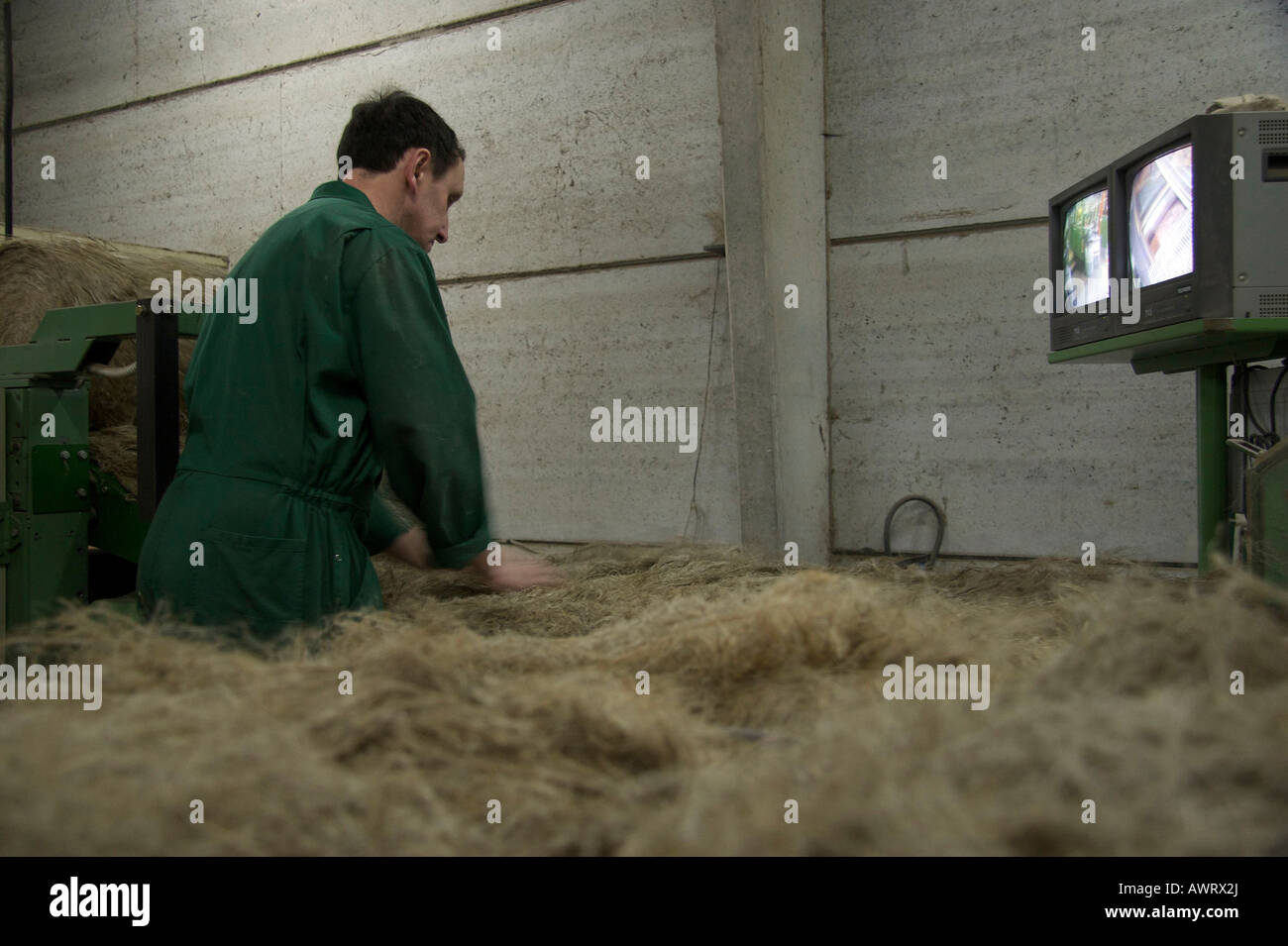 A worker is spreading scutched flax fibers before they enter the hackling line Terre de Lin Stock Photo