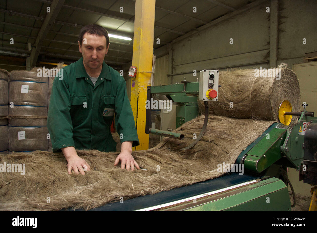 A worker is spreading scutched flax fibers before they enter the hackling line Terre de Lin Stock Photo