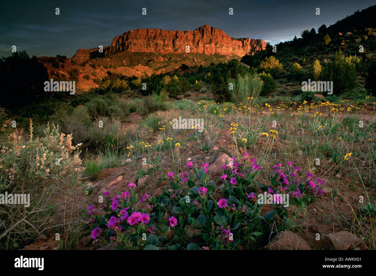 Spring In Utah Zion national park spring wildflowers hi-res stock photography and ...
