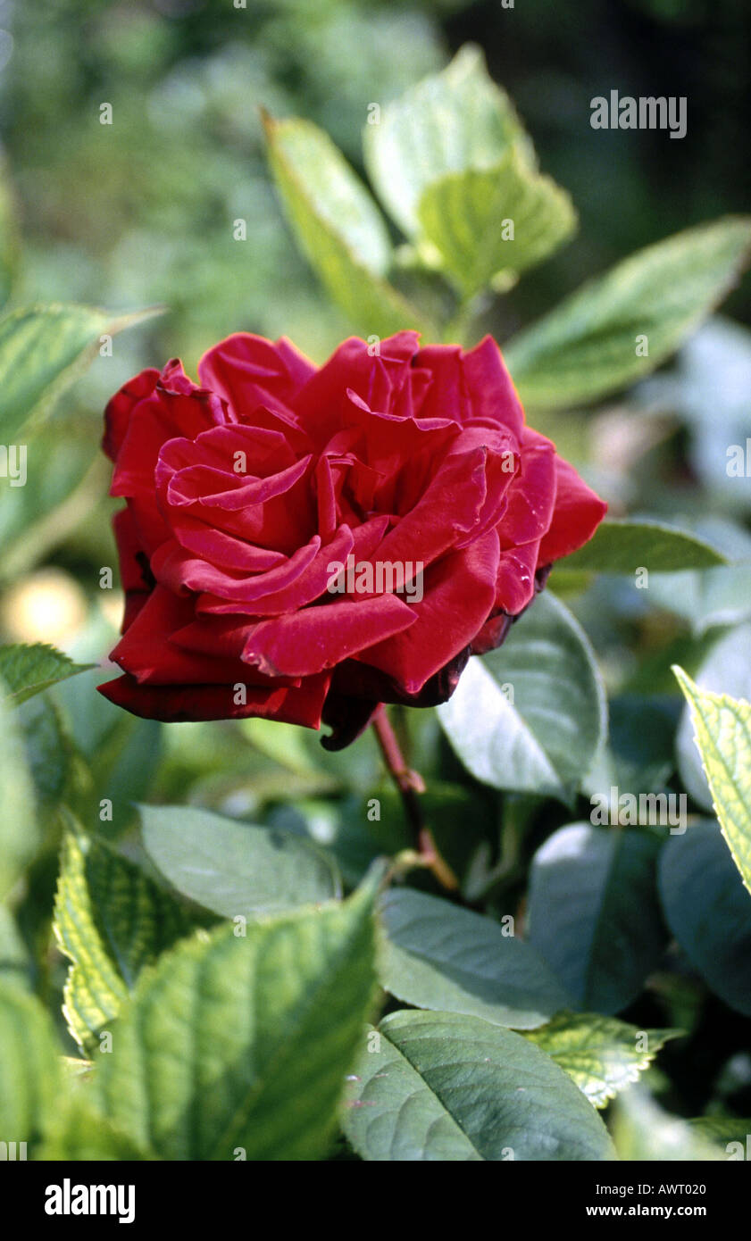 Velvet Red Hybrid Tea Rose Stock Photo Alamy