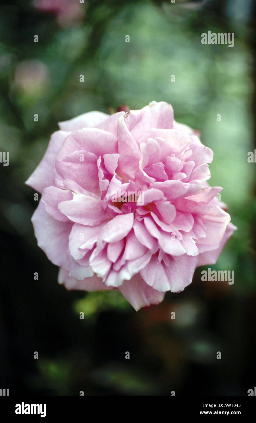 English rambling rose hi-res stock photography and images - Alamy