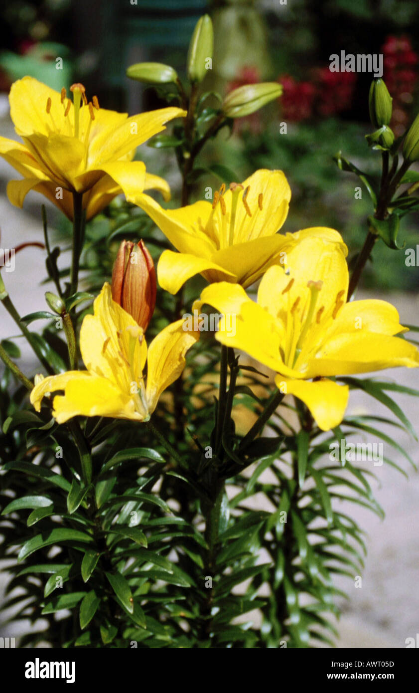 Yellow Trumpet bloom Lillies Lilium hybrida- Stock Photo
