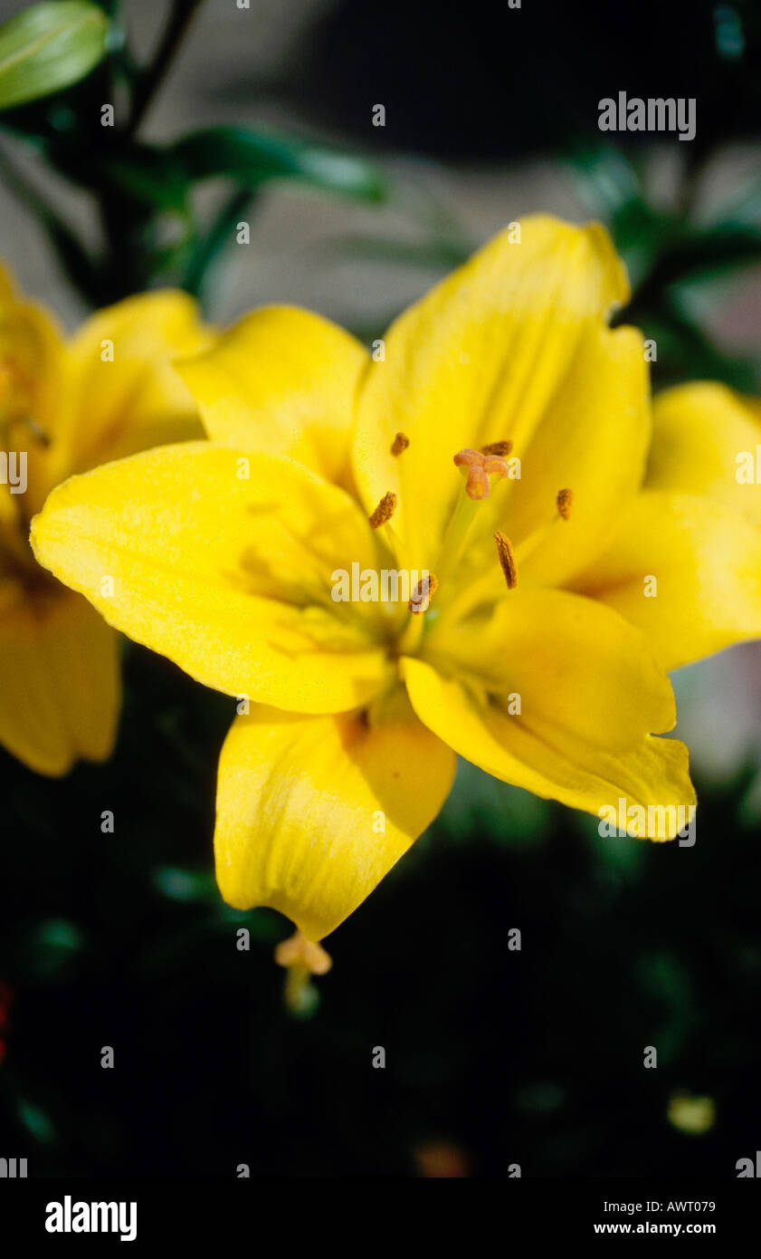 Yellow Trumpet bloom Lillies - Lilium hybrida Stock Photo